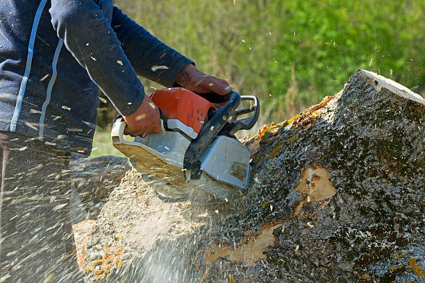 Best Tree Clearing Services  in Maple Valley, WA